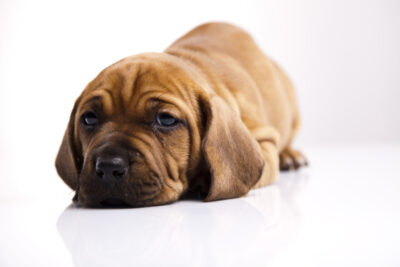 Impacted canines is a serious dental disorder that our Placerville dentists can fix.