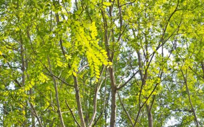 Does Neem Mouthwash Really Work?