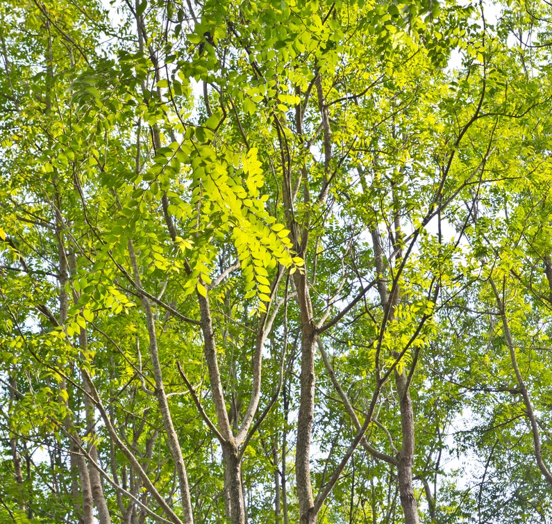 Azadirachta indica, the neem tree, can be used to make medicinal mouthwashes for preventing gum disease.