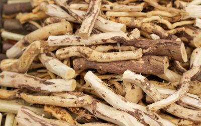 Meet the Toothbrush Tree