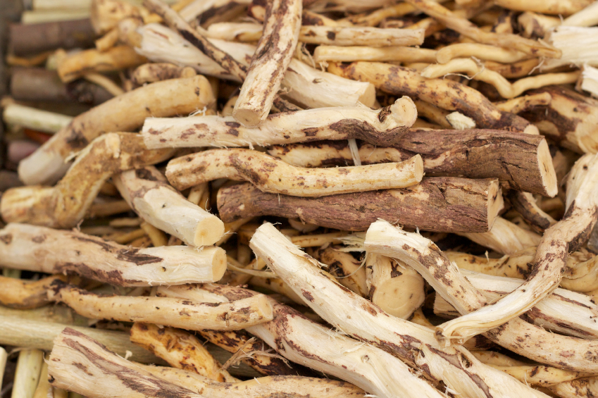 Miswak is another name for the Toothbrush Tree, Salvadora persica.
