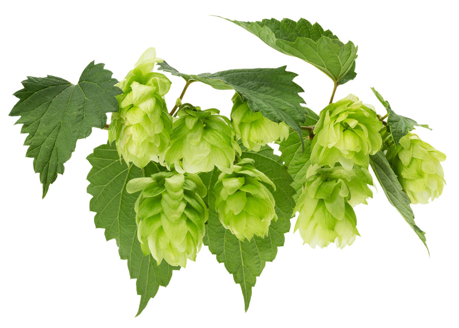 Hops may have a beneficial effect on your oral health.