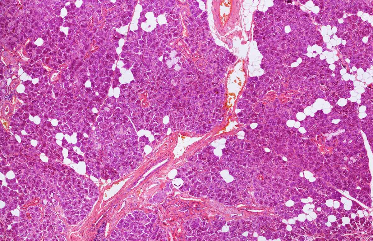 The salivary glands, as seen under a microscope.