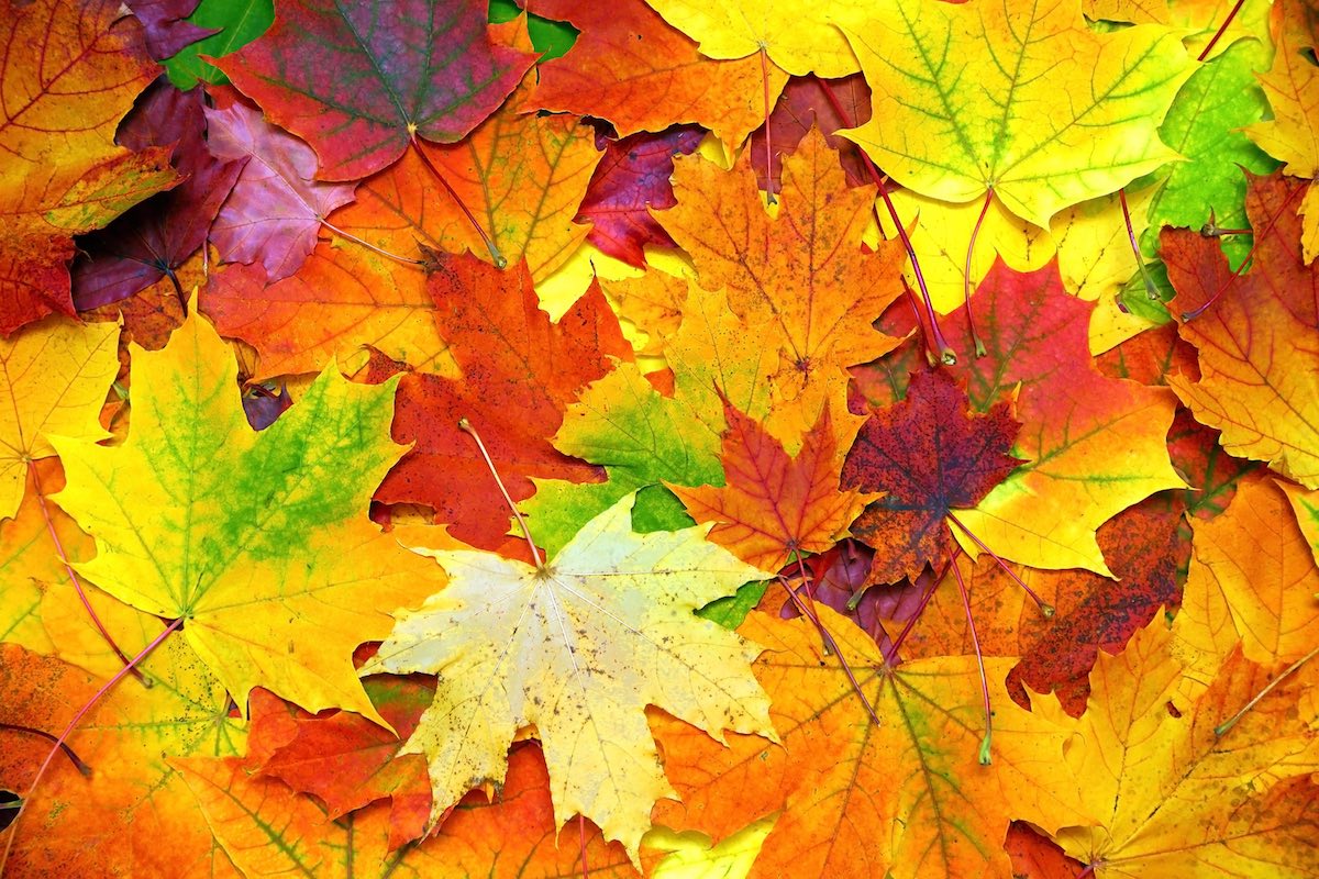 Leaves reflect the change from summer to fall. This can also bring seasonal dental difficulties.