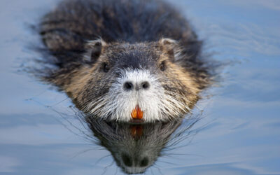 Beaver Teeth and You