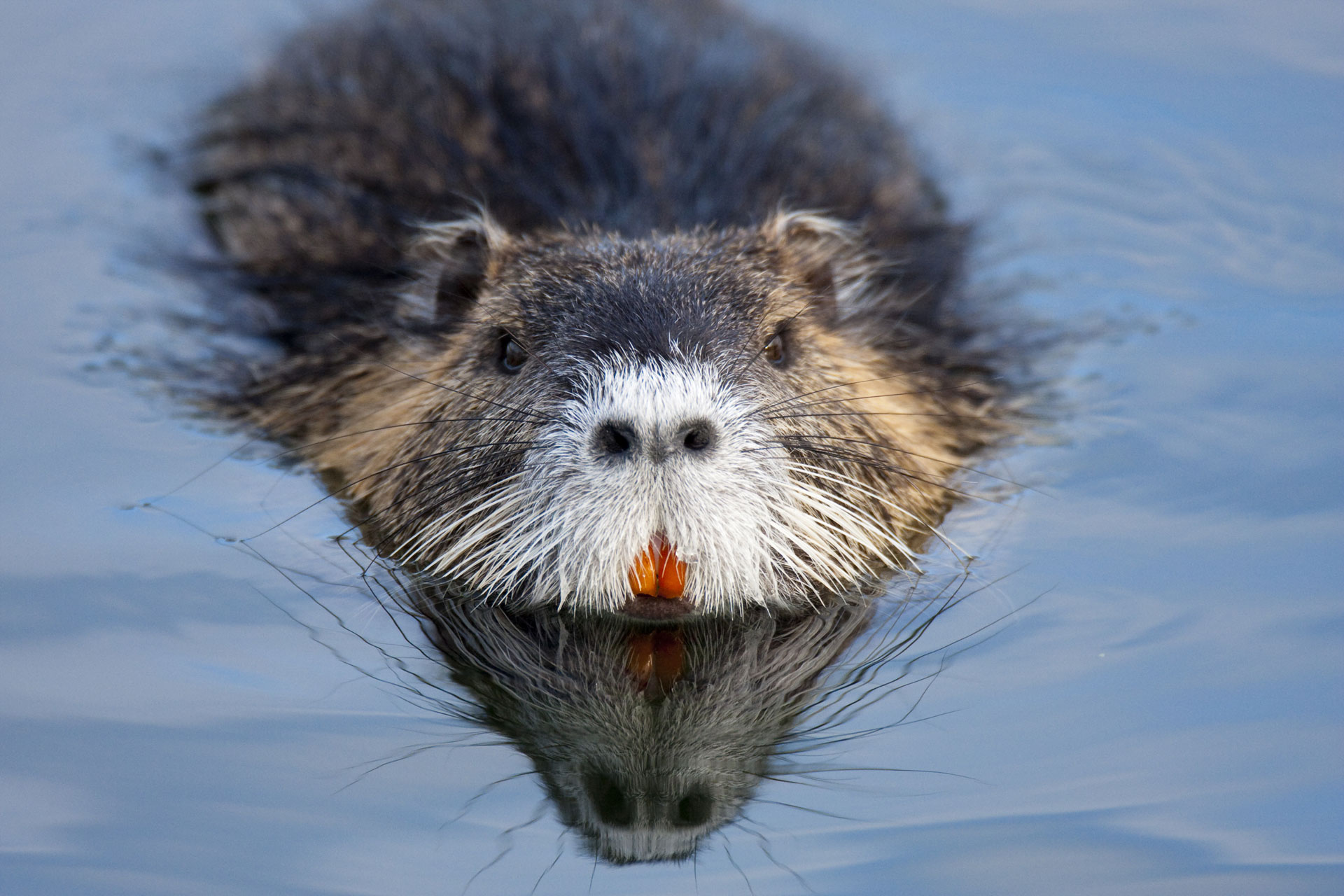 Beaver Teeth
