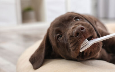 Dog Dental Care