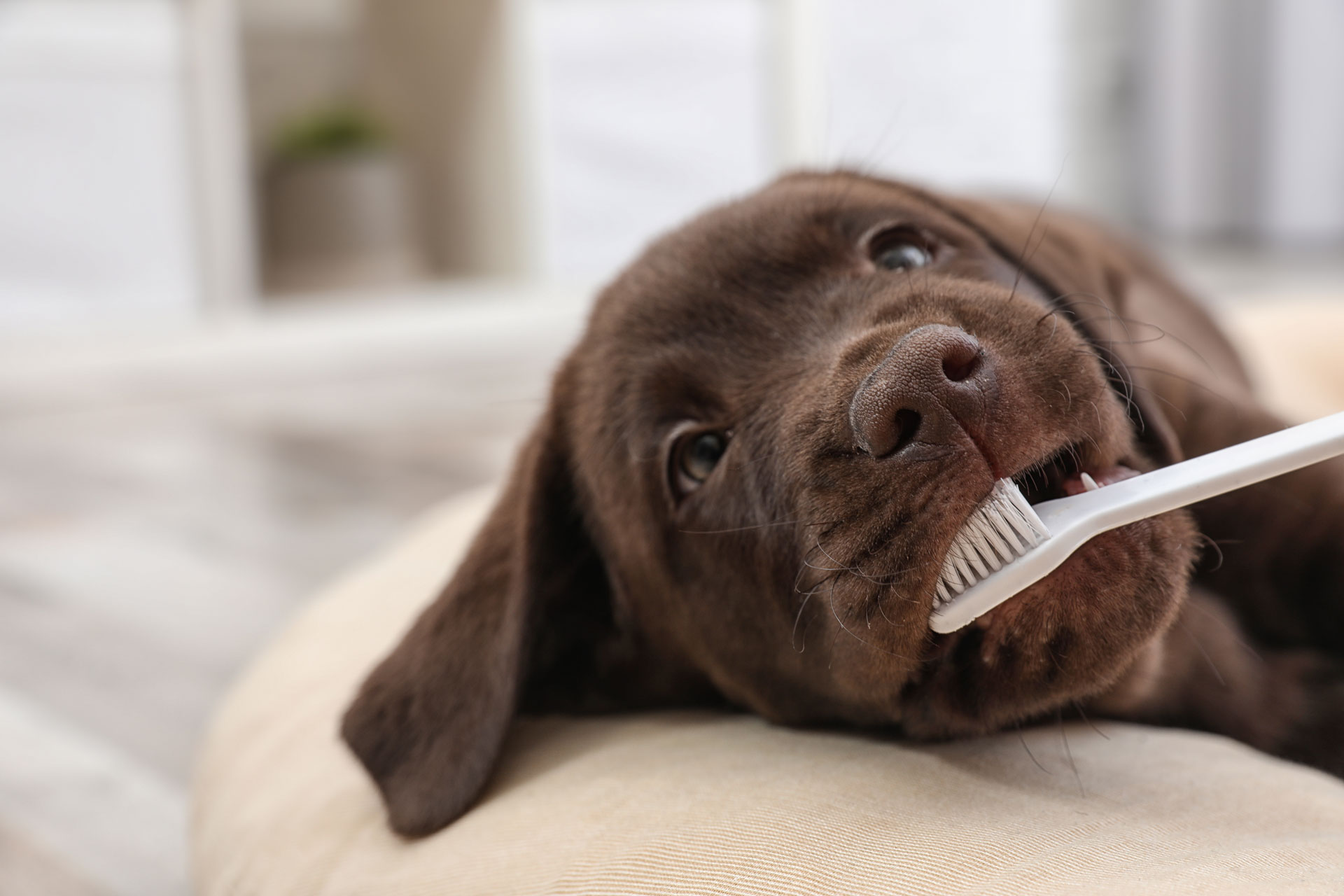 Doggie Dental