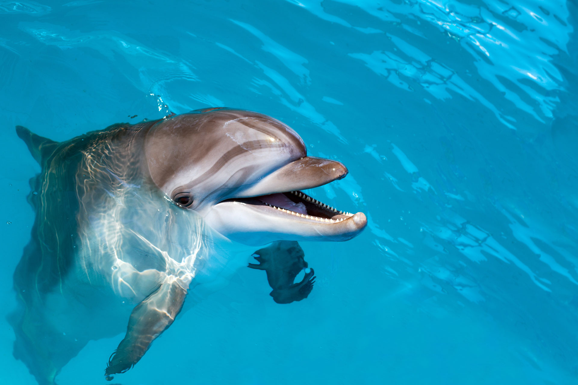 Dolphin Dentition